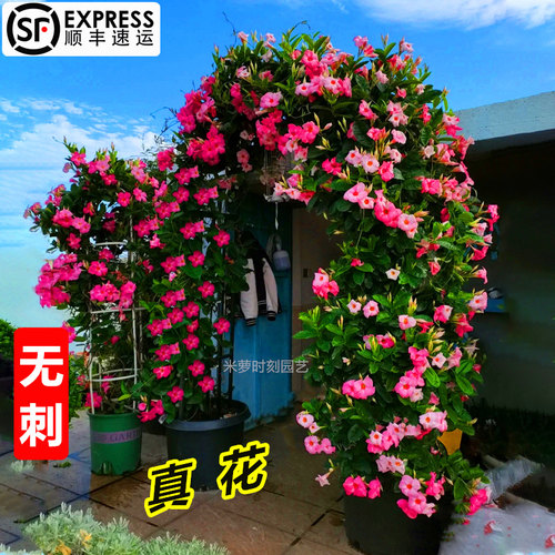 飘香藤盆栽花卉粉色双喜藤红禅花