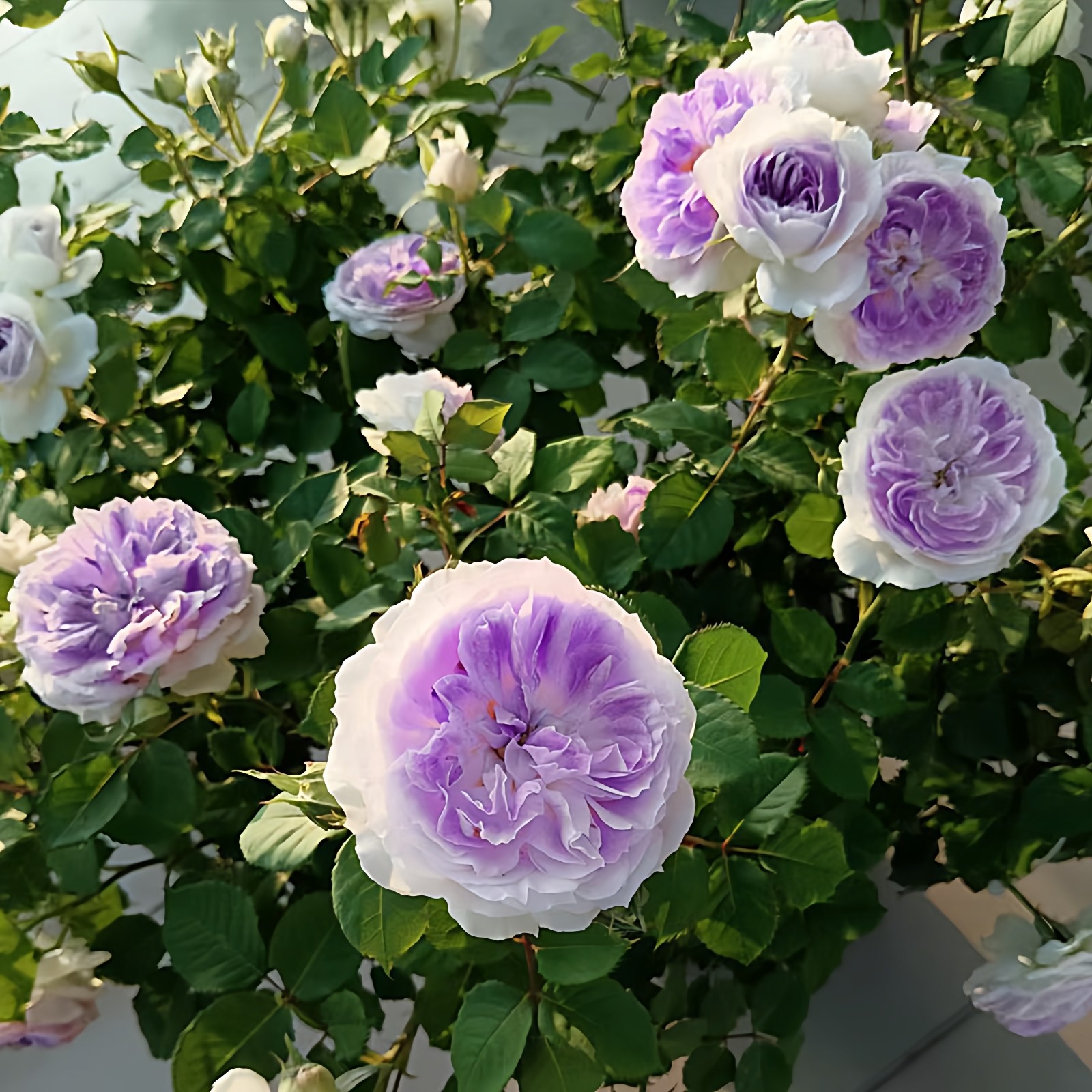 蓝月石月季花苗大花浓香阳台盆栽月季花勤花切花玫瑰庭院地栽花卉