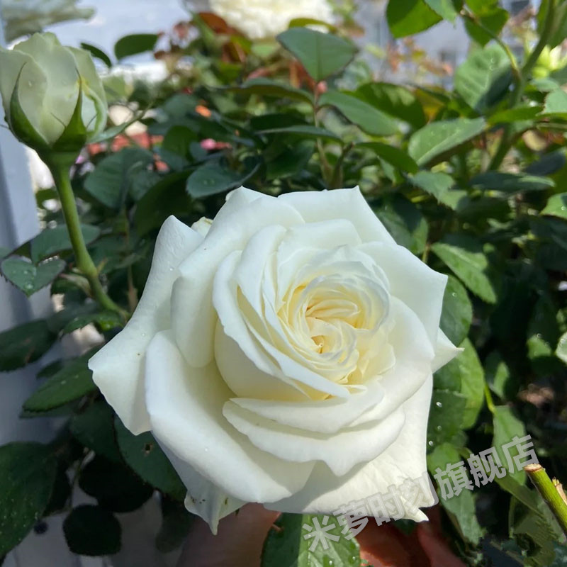 白巧克力月季花苗大花多季盆栽阳台杯状玫瑰切花庭院勤花黄粉混色
