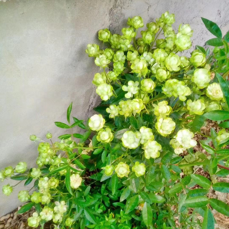 綠閃電月季陽(yáng)臺(tái)綠色微型花苗多季盆栽多頭勤花超豐花小綠閃電花苞