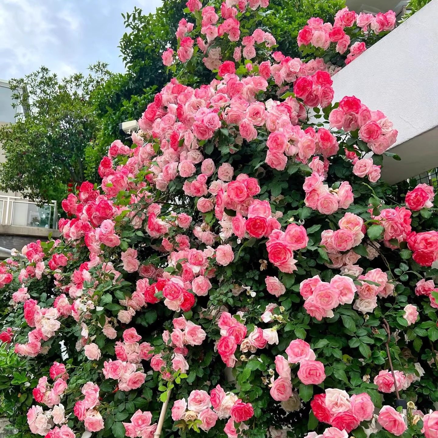樱霞藤本月季花大苗阳台盆栽庭院地栽爬藤爬墙花卉耐寒耐热蔷薇苗,鲜花速递/花卉仿真/绿植园艺,月季/蔷薇/玫瑰,淘宝优惠券,粉丝福利购,淘宝优惠卷