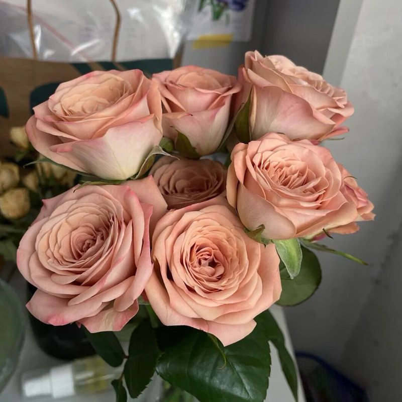 卡布奇诺月季花苗多季盆栽带花阳台玫瑰庭院花卉勤花蔷薇植物带花