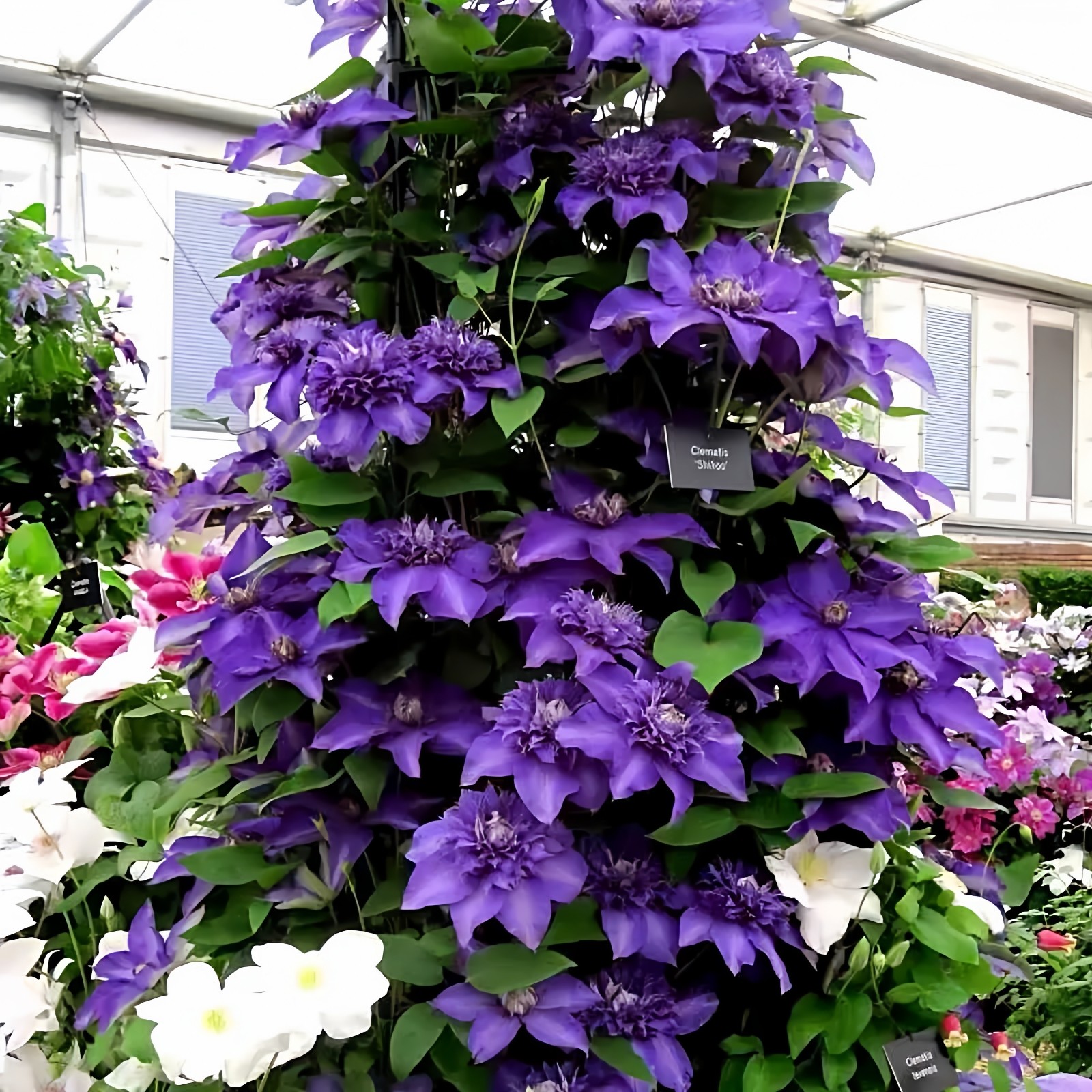 紫光铁线莲花苗盆栽爬藤植物小中大苗重瓣藤本大花庭院爬藤花卉,鲜花速递/花卉仿真/绿植园艺,绣球/木绣球/木本植物,淘宝优惠券,粉丝福利购,淘宝优惠卷