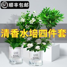 薄荷盆栽可食用柠檬薄荷叶水培植物迷迭香绿植室内盆栽花卉驱蚊草