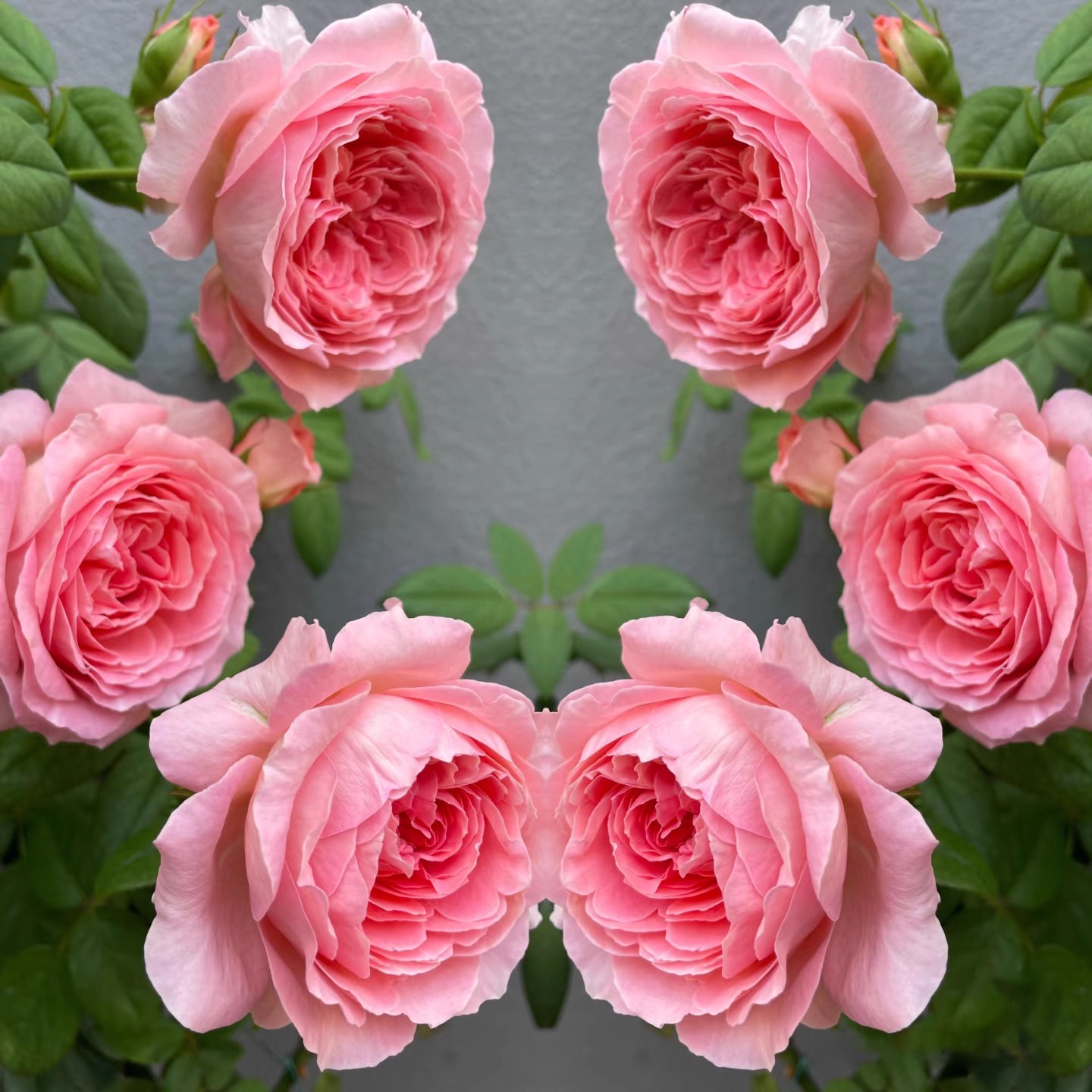 安索菲比克月季花大苗阳台盆栽