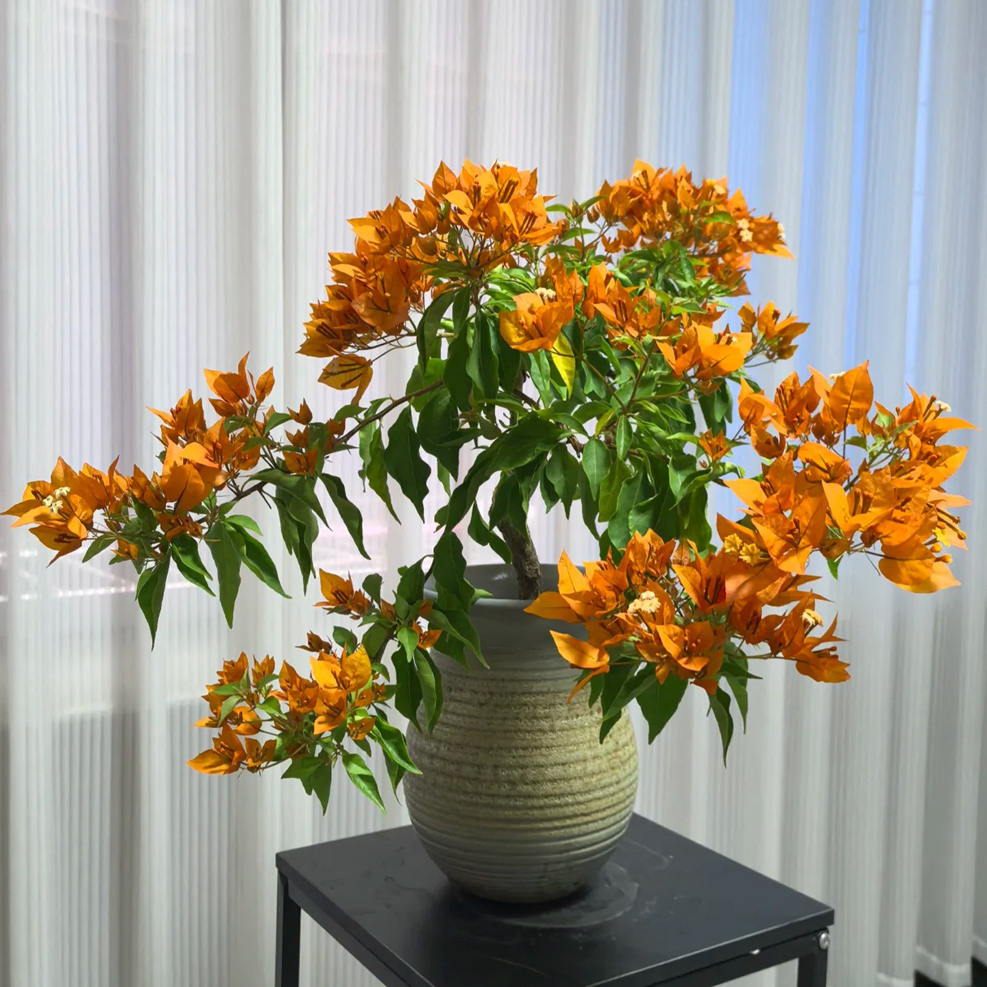 橙桑巴三角梅老桩盆栽带花爬藤植物重瓣四季阳台庭院耐热好养易活,鲜花速递/花卉仿真/绿植园艺,绣球/木绣球/木本植物,淘宝优惠券,粉丝福利购,淘宝优惠卷