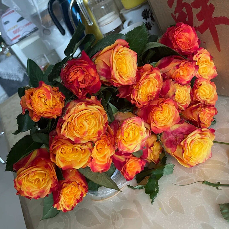 切花火焰月季大苗多季淡香大花阳台盆栽带花庭院植物玫瑰花卉勤花