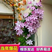 铁线莲爬藤植物无刺重瓣大花攀爬耐寒庭院爬墙花卉阳台盆栽带花苞