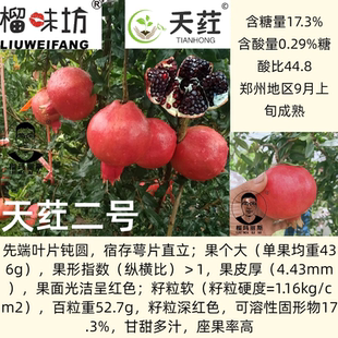 天荭二号软籽石榴树苗南北方大石榴树耐寒嫁接甜石榴苗庭院盆栽