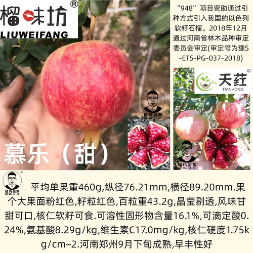 慕乐软籽石榴树苗南北方大石榴树耐寒嫁接突尼斯甜石榴苗庭院盆栽