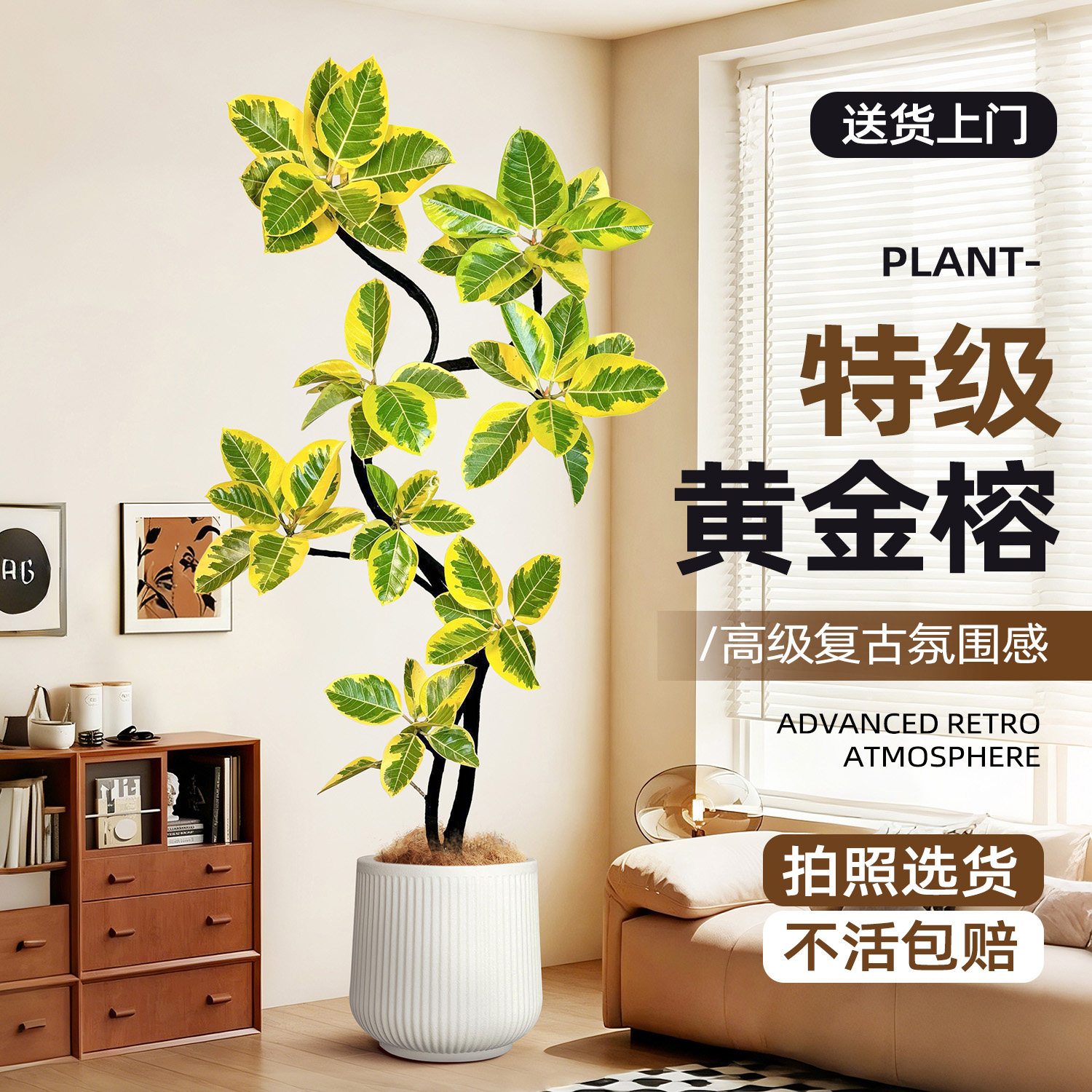 造型黄金榕客厅绿植老桩花叶橡皮树办公室高级感室内大型植物盆栽