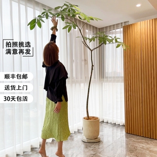 原生发财树盆栽网红造型绿植室内大型植物客厅办公室净化空气招财