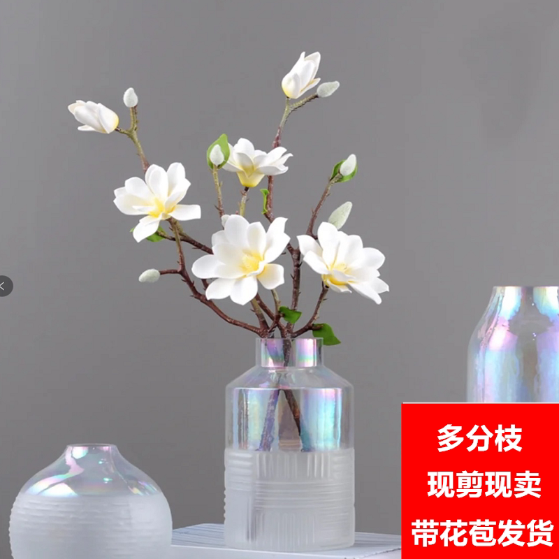 玉兰鲜枝条多分枝带花苞遇水开花