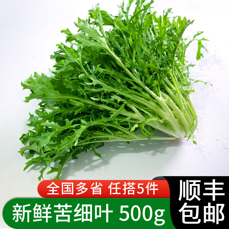 绿食者 苦菊500g 新鲜蔬菜沙拉食材 苦细叶 苦叶生菜 狗牙菜 苦苣