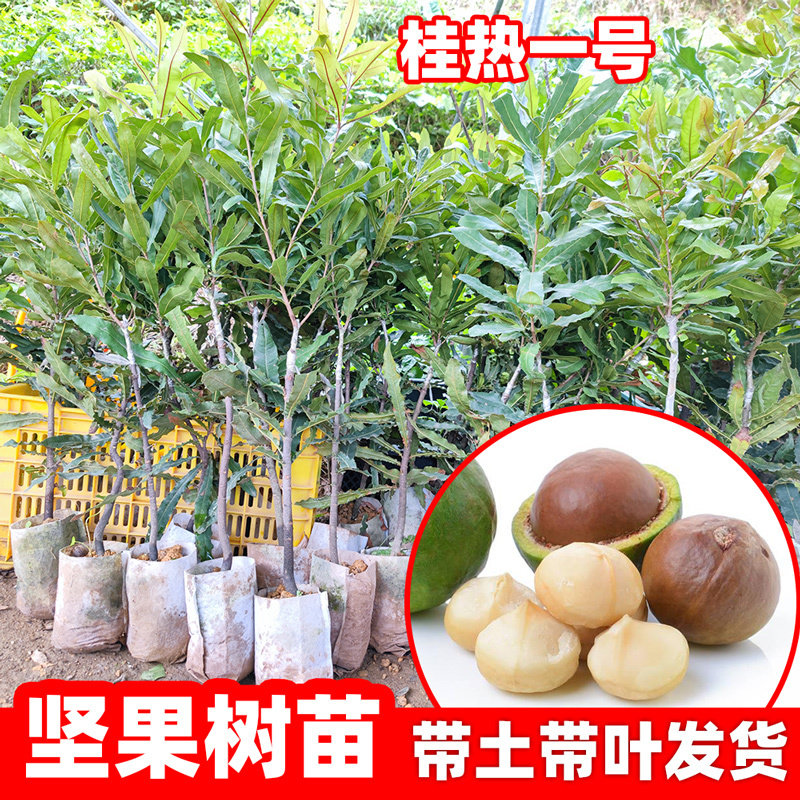 坚果树苗闭果树榛子果苗桂热一号澳洲夏威夷圆形坚果盆栽地栽果树