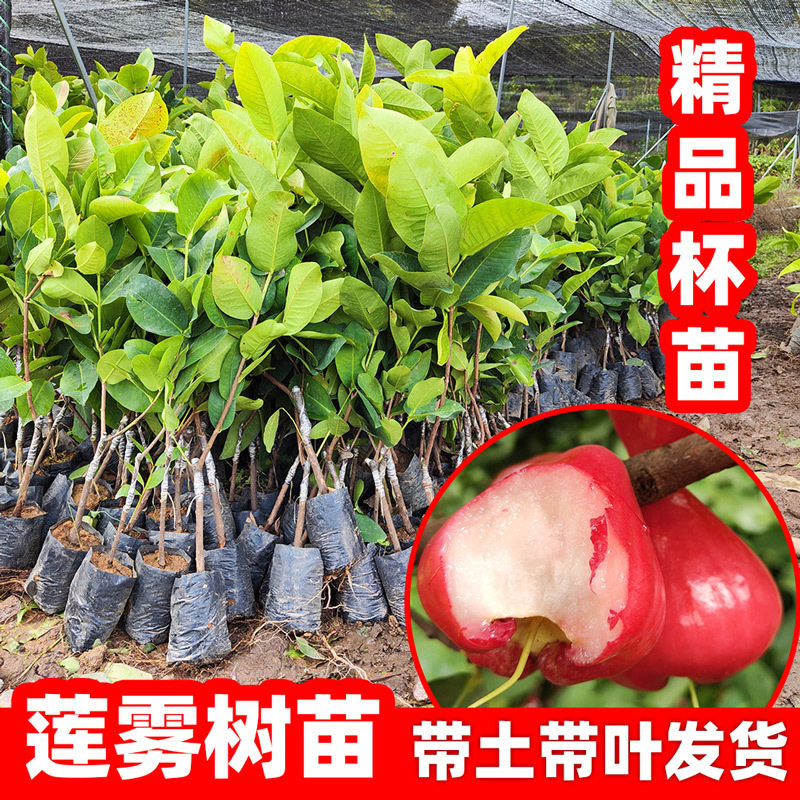 莲雾果树苗洋蒲桃台湾黑金刚连雾