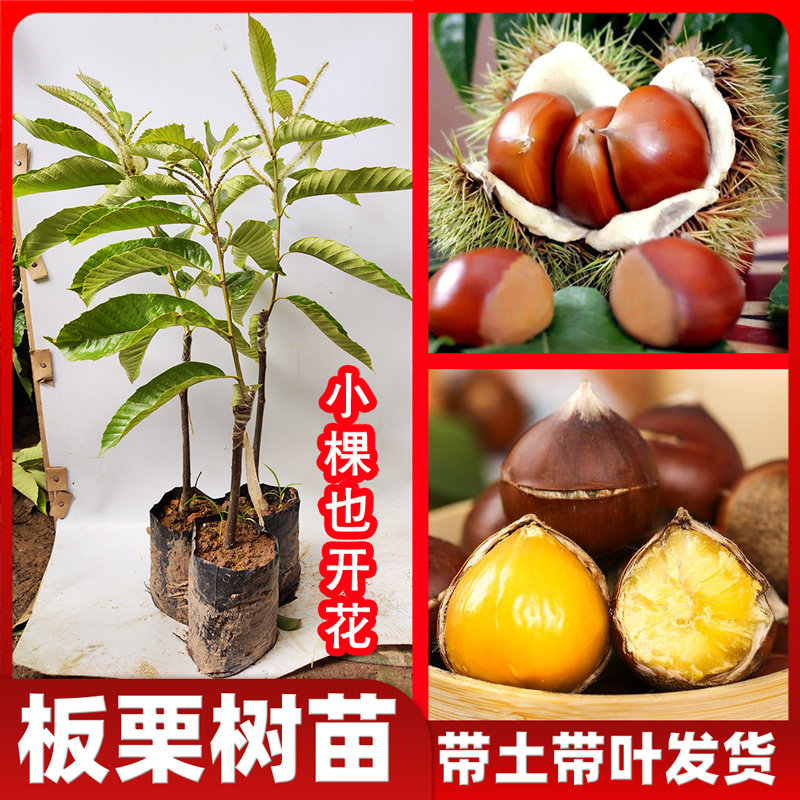 板栗果树苗嫁接大栗大红袍南方北方种植当年结果特大油栗农大一号