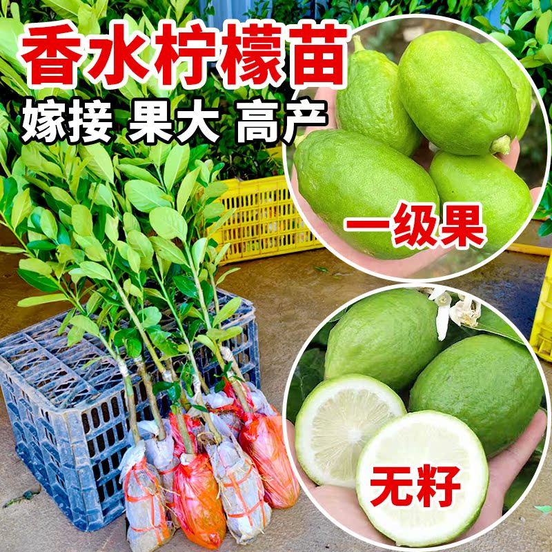 柠檬树苗无籽广东香水四季青柠