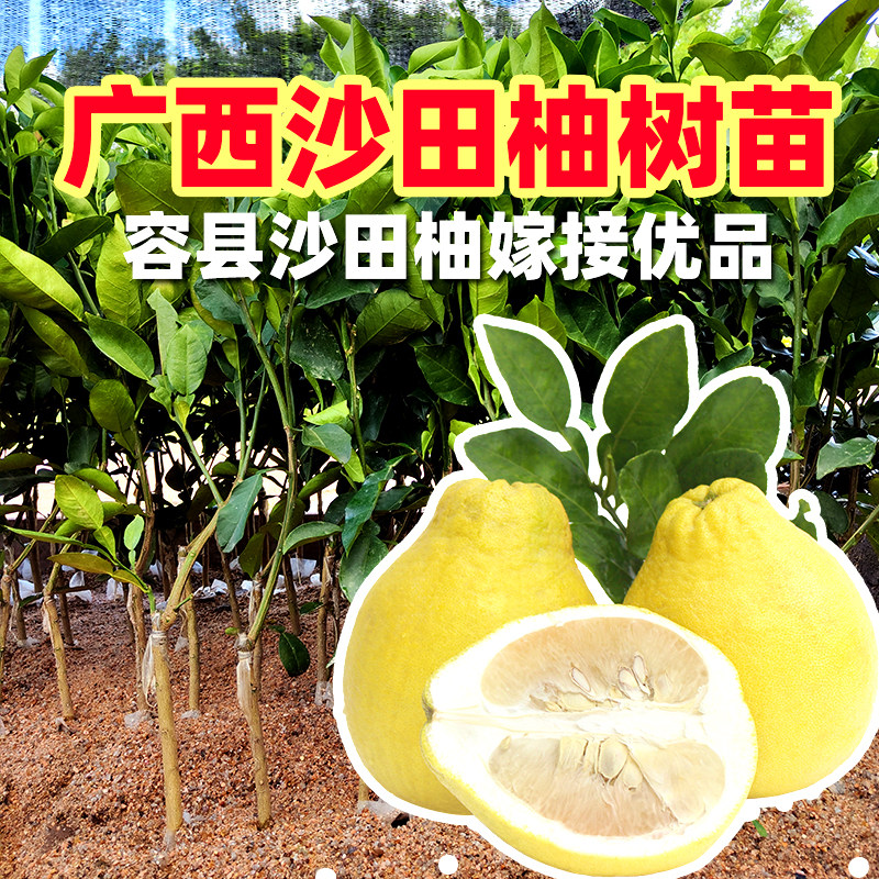 正宗沙田柚子树苗广西容县超甜特大红心柚子果树黄金贡柚南方种植