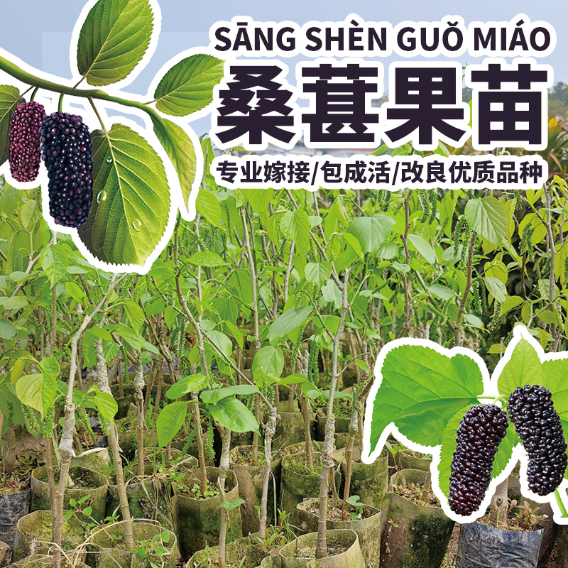 桑葚树苗桑椹子树桑枣果树桑蔗苗桑实黑红桑椹地栽盆栽嫁接带果苗
