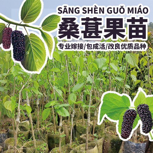 桑葚树苗桑椹子树桑枣果树桑蔗苗