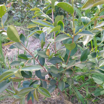 野生油茶树苗老品种土茶苗茶油树苗籽播苗实生苗原生苗直生苗小果