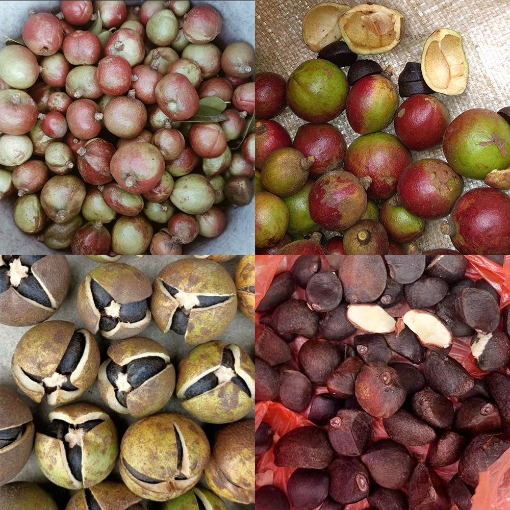 油茶籽木梓仁野生嫁接油茶种子