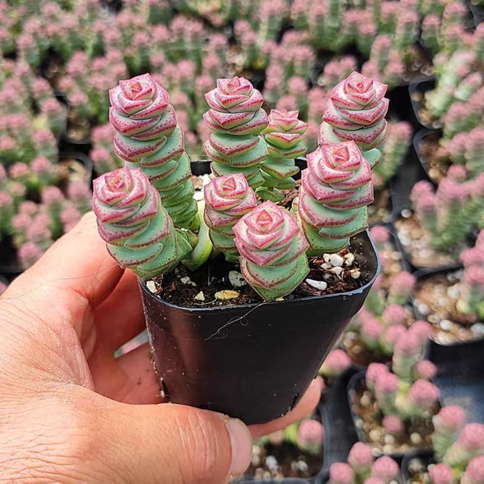 钱串 钱串子 牡丹钱串 多头群生 多肉植物 盆栽 绿植 花卉 园艺
