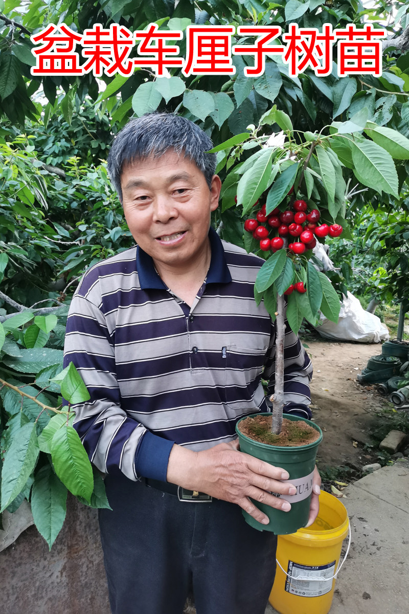 车厘子树苗樱桃树苖南方北方种植盆栽庭院果树矮化樱桃树大樱桃苗