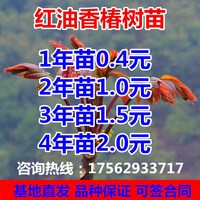 香椿苗树新鲜香椿芽可食用红油香椿树盆栽地栽南方北方种植