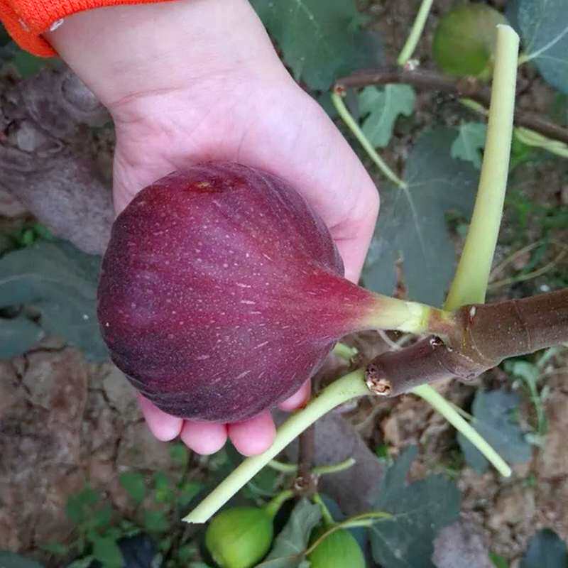 无花果树果苗盆栽地栽种植特大波姬红庭院阳台四季青皮无花果树苗