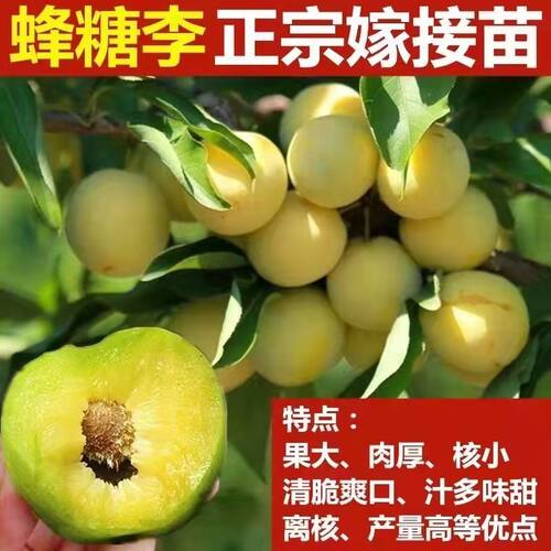 当年结果李子树苗基地批发