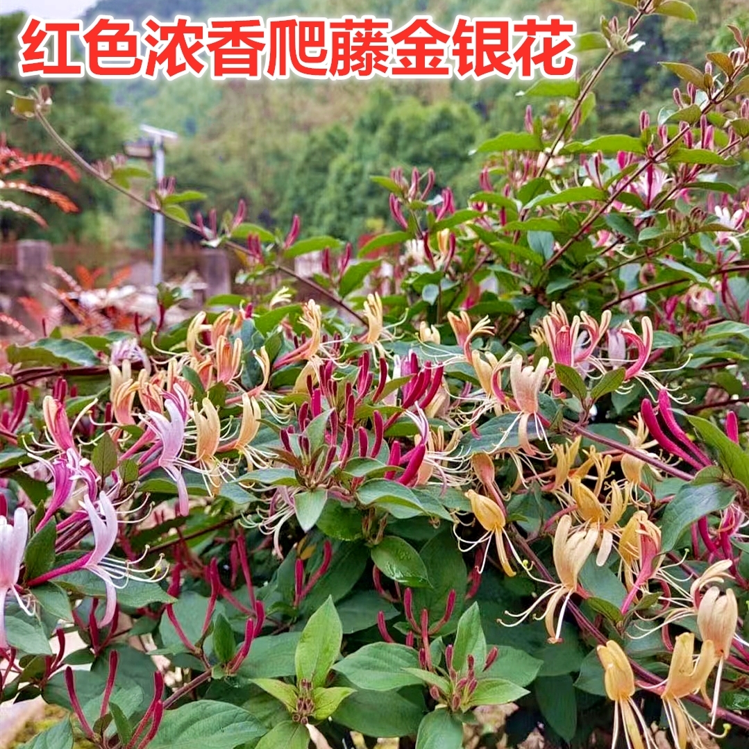 红色金银花树苗爬藤浓香花卉盆栽阳台庭院植物老桩可食用观赏花墙