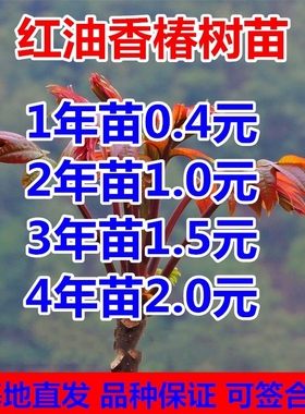香椿苗红油香椿树苗盆栽香椿芽地栽绿油香椿当年可食用南北方种植