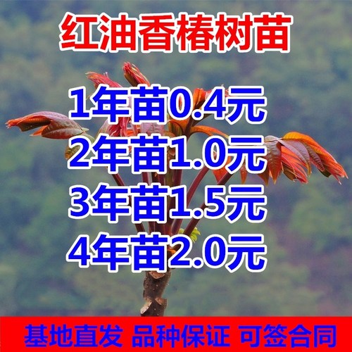 香椿树苗红油香椿当年结果