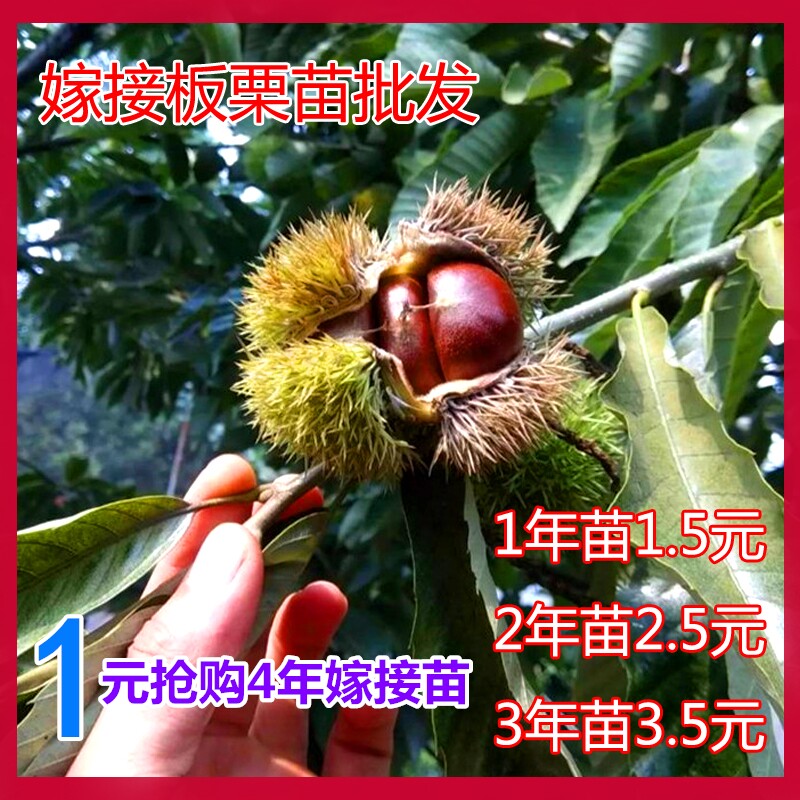 板栗苗树嫁接盆栽地栽当年结果南方北方种植特大板栗树大红袍板栗,鲜花速递/花卉仿真/绿植园艺,果树,淘宝优惠券,粉丝福利购,淘宝优惠卷