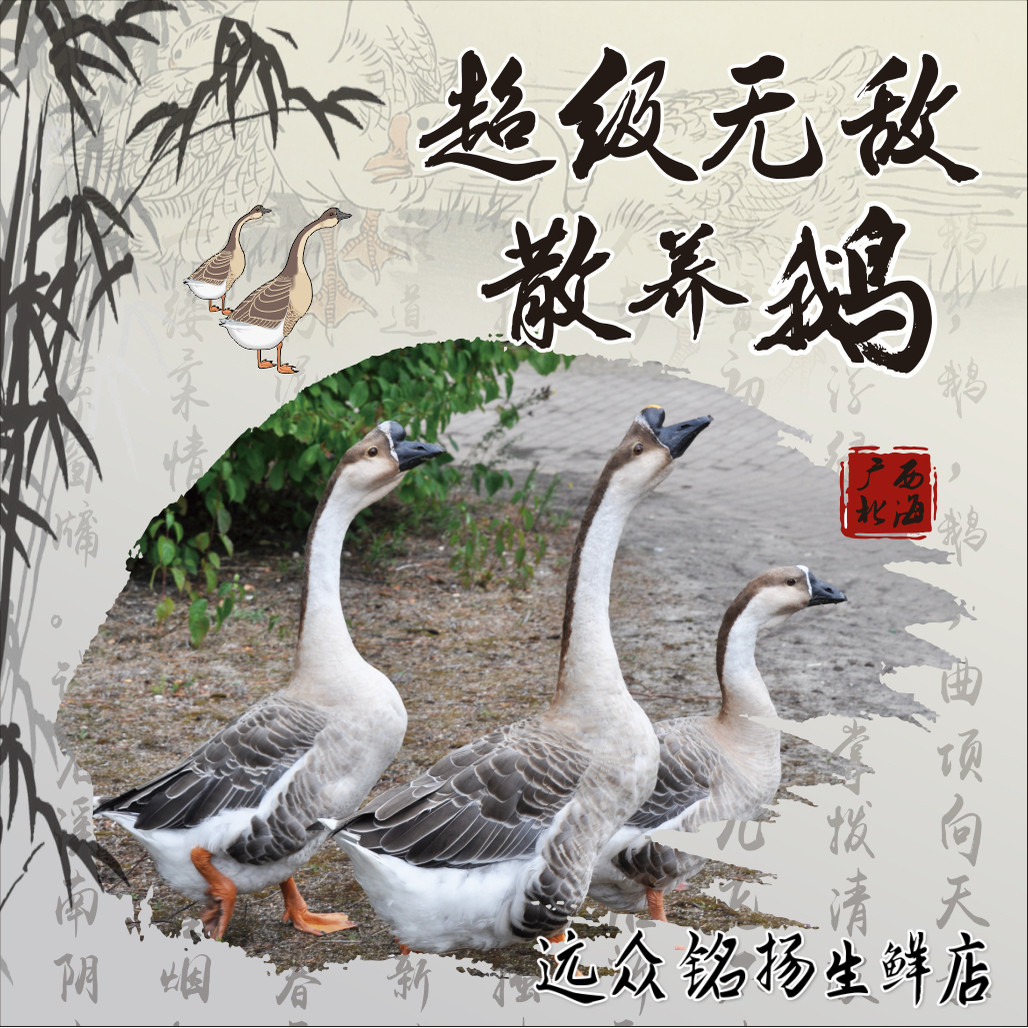 【当日现杀 顺丰空运】广西散养本地鹅正宗土鹅整鹅生鲜食材鹅肉