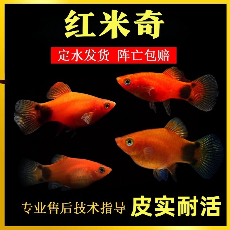 红米奇胎生鱼玛丽皮球小型热带观赏鱼精品红米奇好养耐活淡水鱼