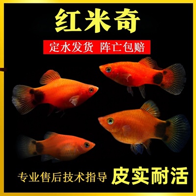 红米奇胎生鱼玛丽皮球小型热带观赏鱼精品红米奇好养耐活淡水鱼