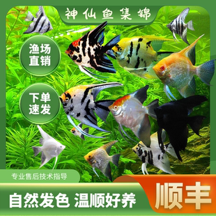 神仙鱼活体小型淡水好养热带观赏鱼燕鱼秘鲁三色墨燕熊猫神仙鱼苗