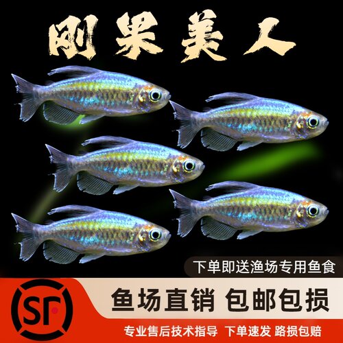热带淡水观赏鱼美人鱼系列刚果美人鱼全公草缸群游观赏鱼包邮包损