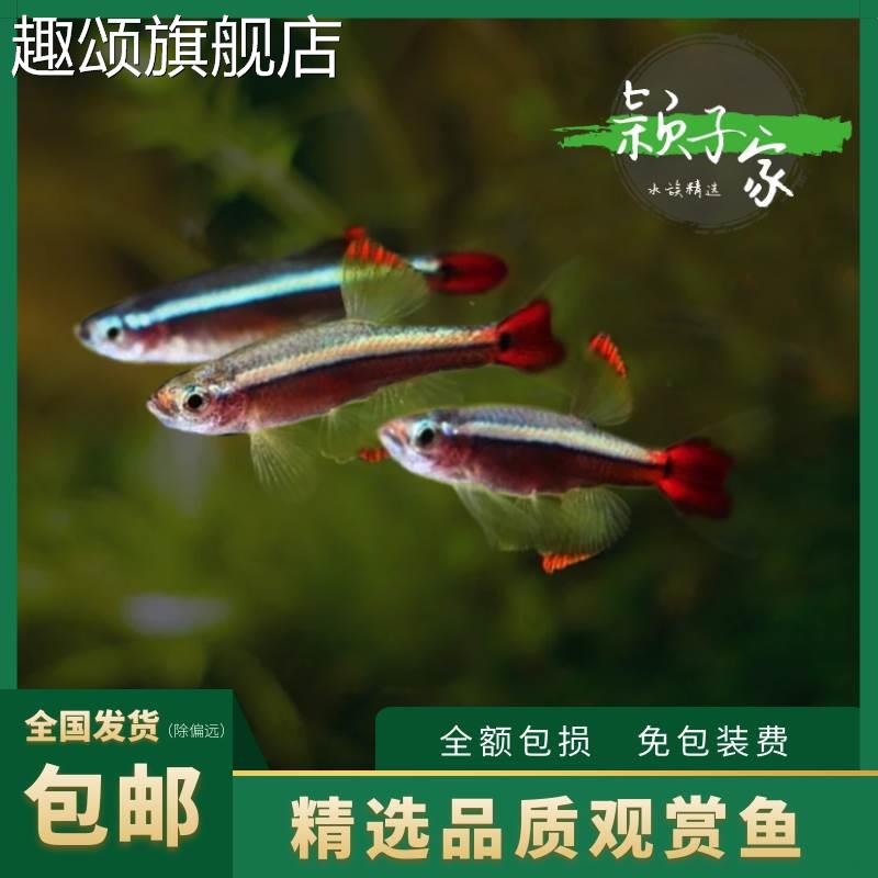 【瑰丽金丝灯】新手活体鱼冷水不加温小型水草鱼缸观赏鱼包活包邮