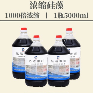浓缩活藻种 浓缩小球藻种 浓缩硅藻种 浓缩海水藻 水产养殖浓缩藻