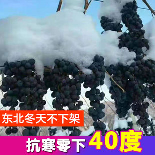 葡萄树苖黑香蕉葡萄苗爬藤阳光玫瑰耐寒蓝宝石北南方种植果树果苗