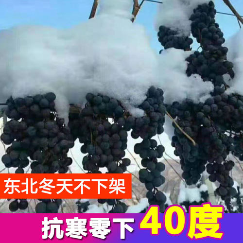 葡萄苗南北方种植耐寒当年结果苗