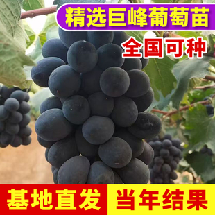 巨峰葡萄苗大苗果树果苗爬藤葡萄树苗葡萄树苖南北方种植当年结果
