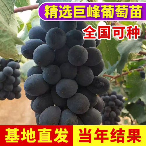 盆栽南北方种植爬藤特大葡萄树苗
