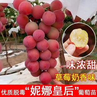葡萄树苖妮娜皇后葡萄苗爬藤盆栽地栽妮娜公主北南方种植果树果苗