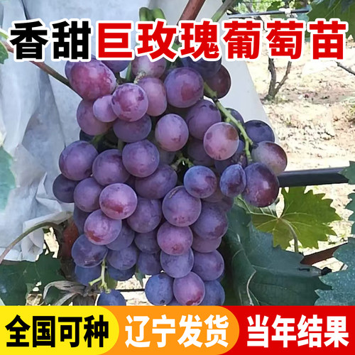 辽宁基地巨玫瑰葡萄苗爬藤盆栽