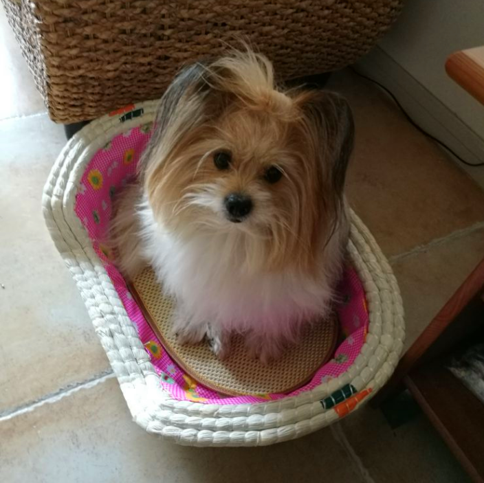 草编狗窝猫窝宠物窝藤编棉窝猫狗泰迪棉窝床四季狗垫夏天舒适透气